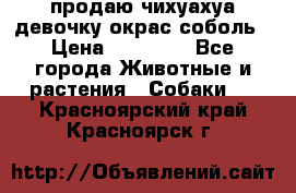 продаю чихуахуа девочку,окрас соболь › Цена ­ 25 000 - Все города Животные и растения » Собаки   . Красноярский край,Красноярск г.